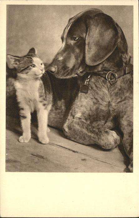 Hunde Katze Tierschutzverein Wien