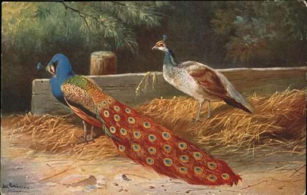 Voegel Pfau