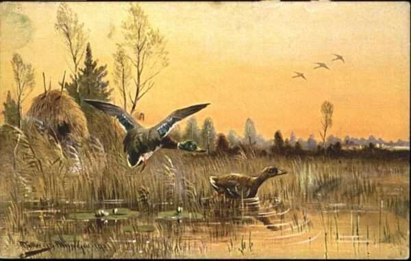 Voegel Enten