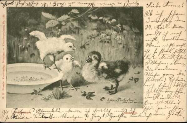 Gefluegel Enten