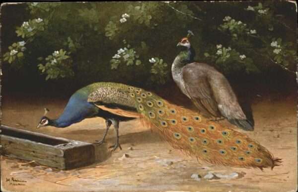 Voegel Pfau