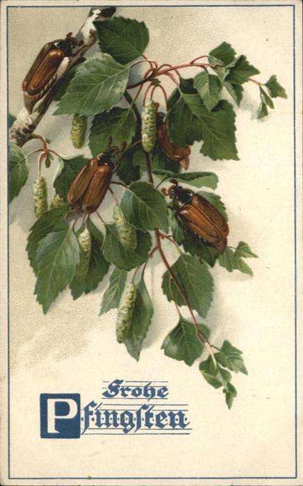 Maikaefer Cockchafer Hanneton Pfingsten