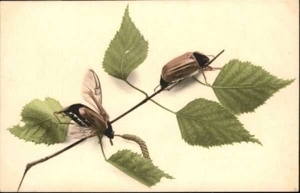 Maikaefer Cockchafer Hanneton