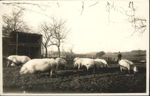 Schweine