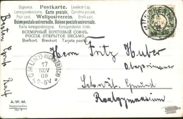 Kuehe – Bild 2