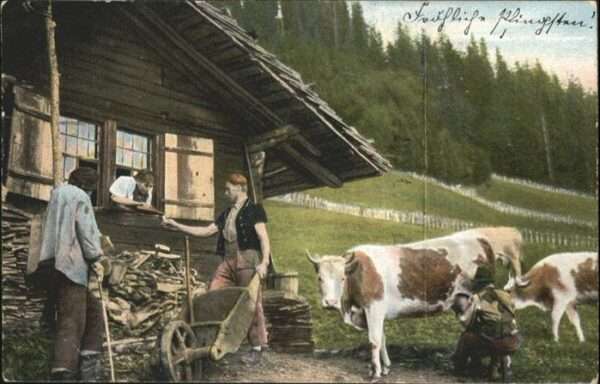 Kuehe Bauernhof Schubkarren