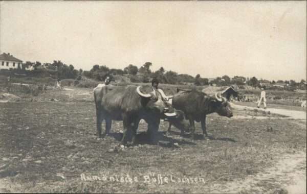 Dickhaeuter rumänische Büffelochsen