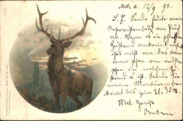 Hirsch