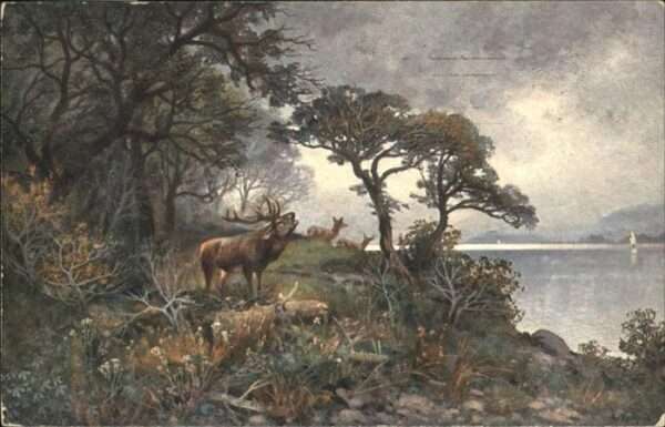 Hirsch