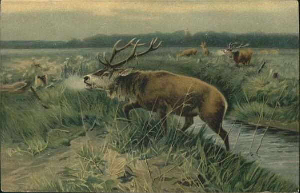 Hirsch