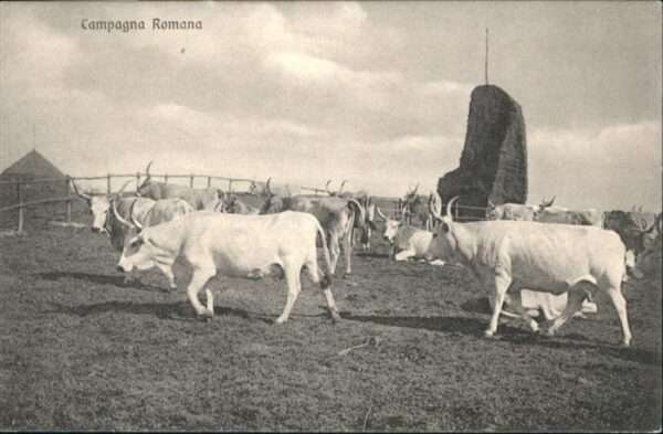 Landwirtschaft Kühe Ochsen Rumänien