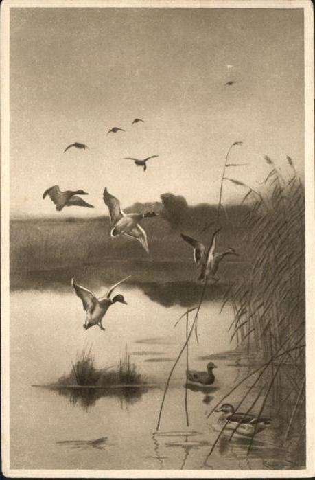 Voegel Enten