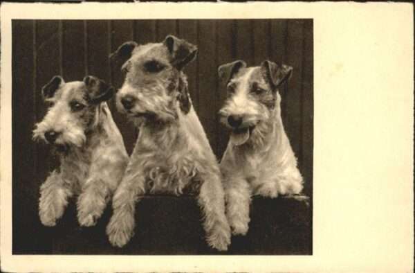 Hunde