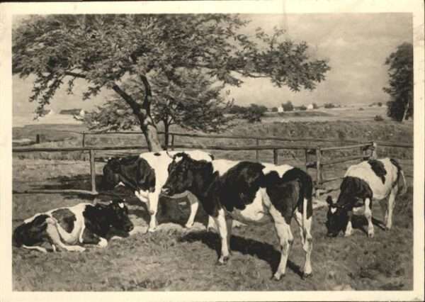 Kuehe