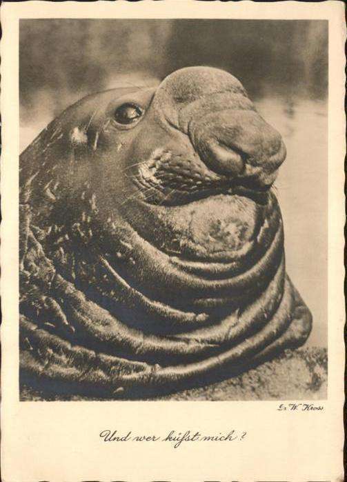 Dickhaeuter Seehund