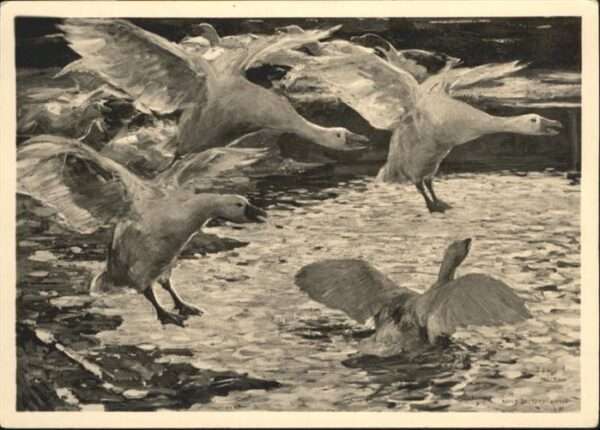 Voegel Gänse