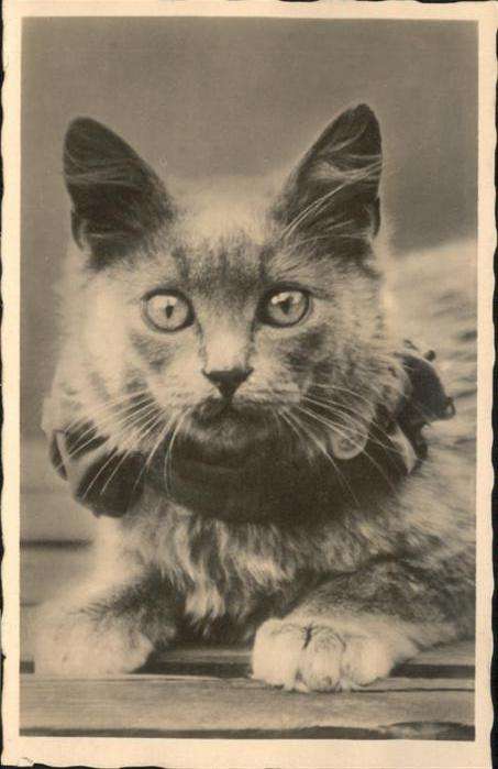 Katzen