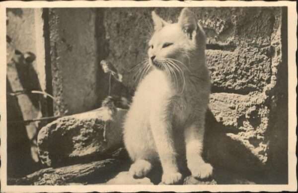 Katzen