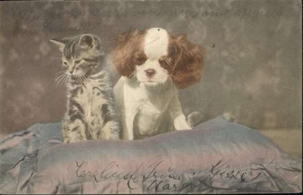 Katzen Hund