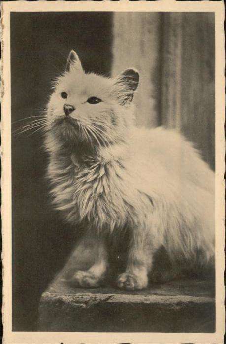 Katzen