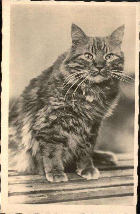 Katzen