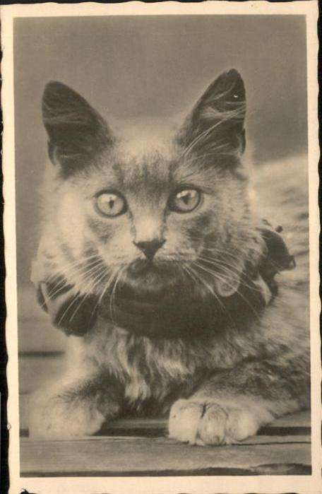 Katzen