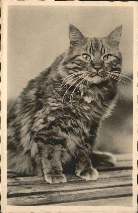 Katzen