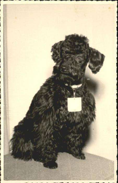 Hunde