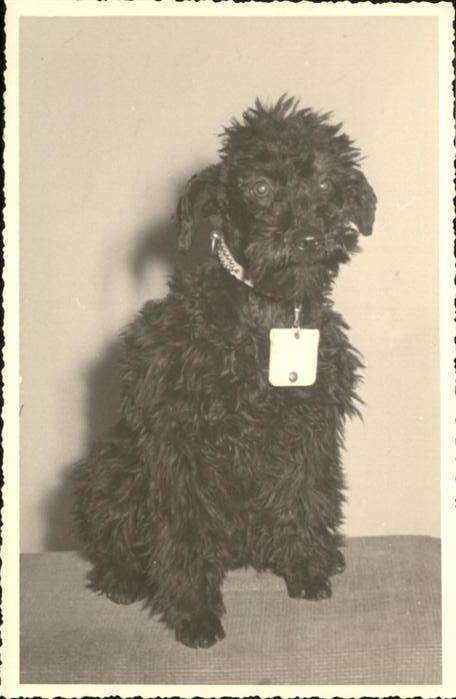 Hunde
