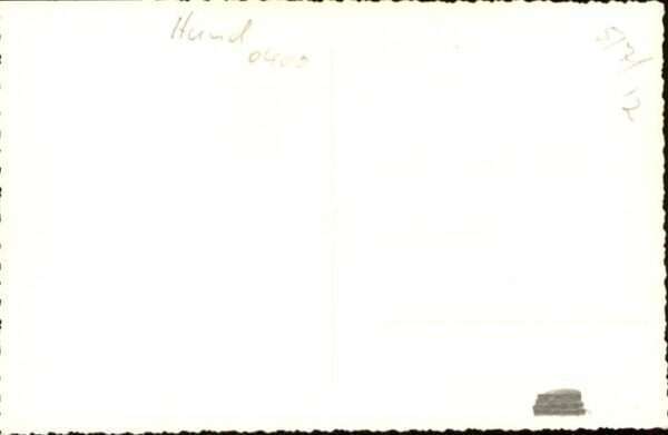 Hunde – Bild 2