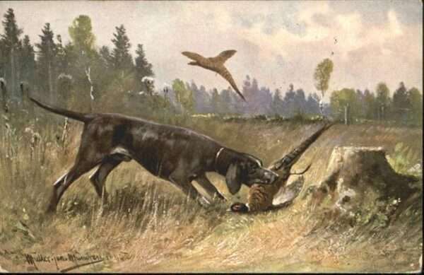Hunde Jagd Vögel