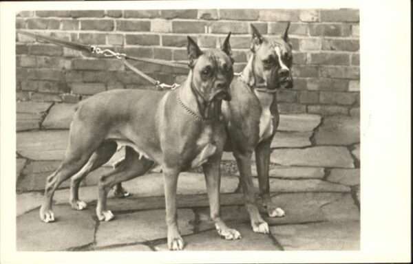 Hunde