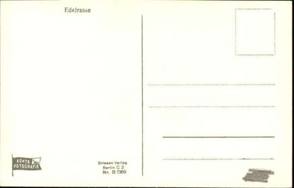 Hunde – Bild 2