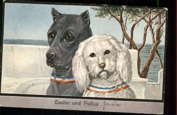 Hunde Castor Pollux