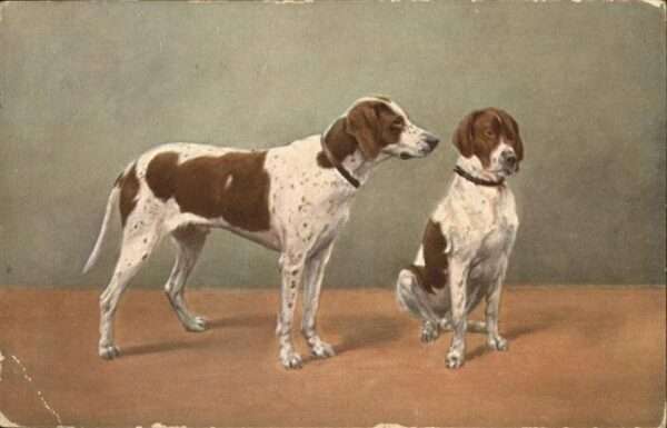 Hunde