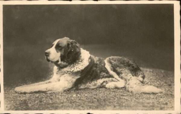 Hunde