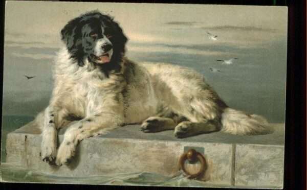 Hunde