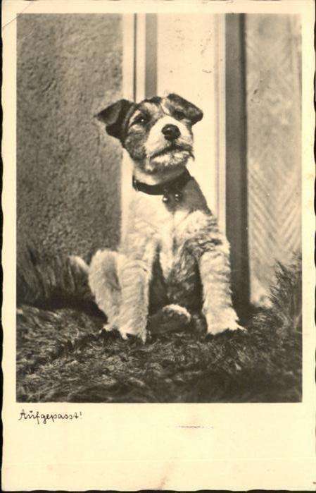 Hunde