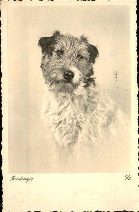 Hunde