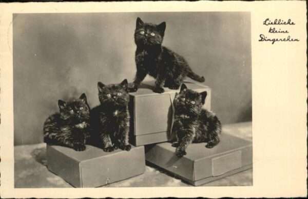 Katzen