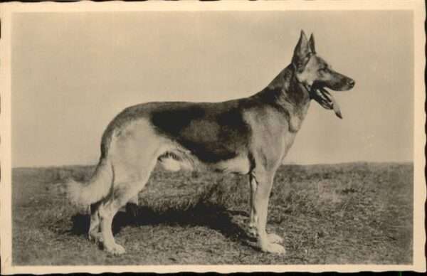 Hunde