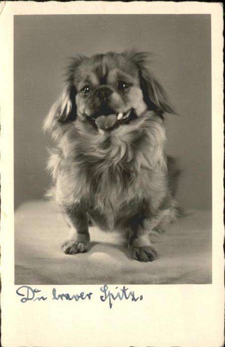 Hunde