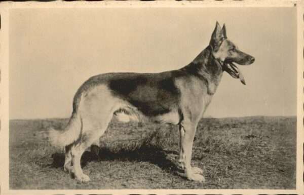Hunde