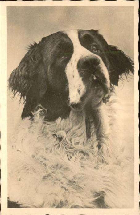 Hunde