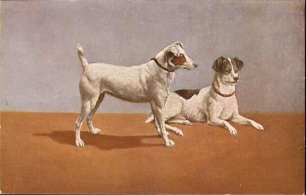 Hunde