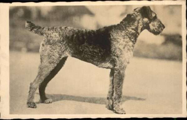 Hunde