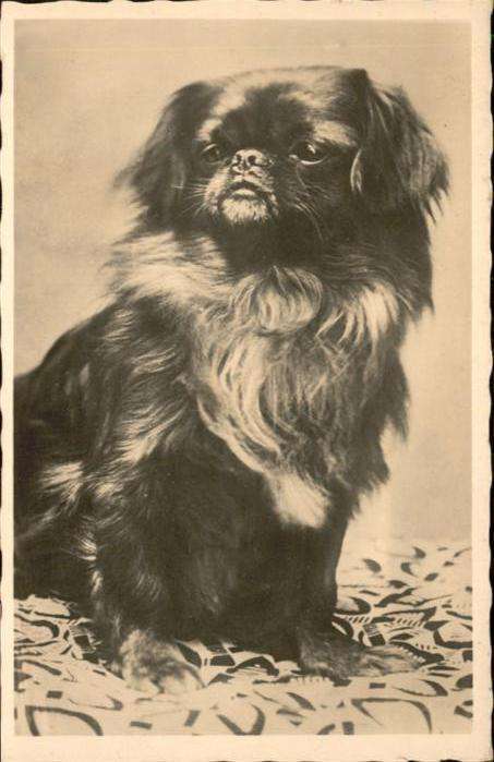 Hunde