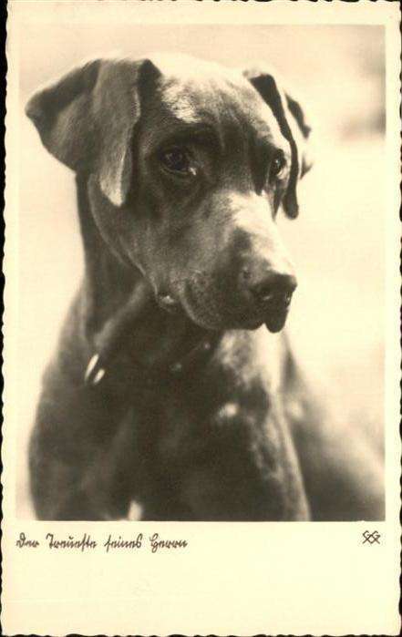 Hunde