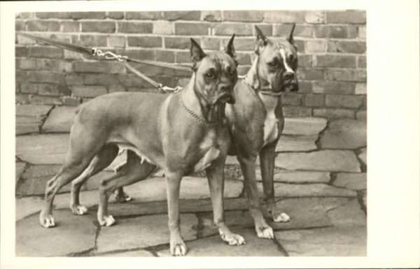 Hunde