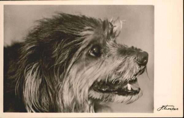 Hunde Affenpinscher